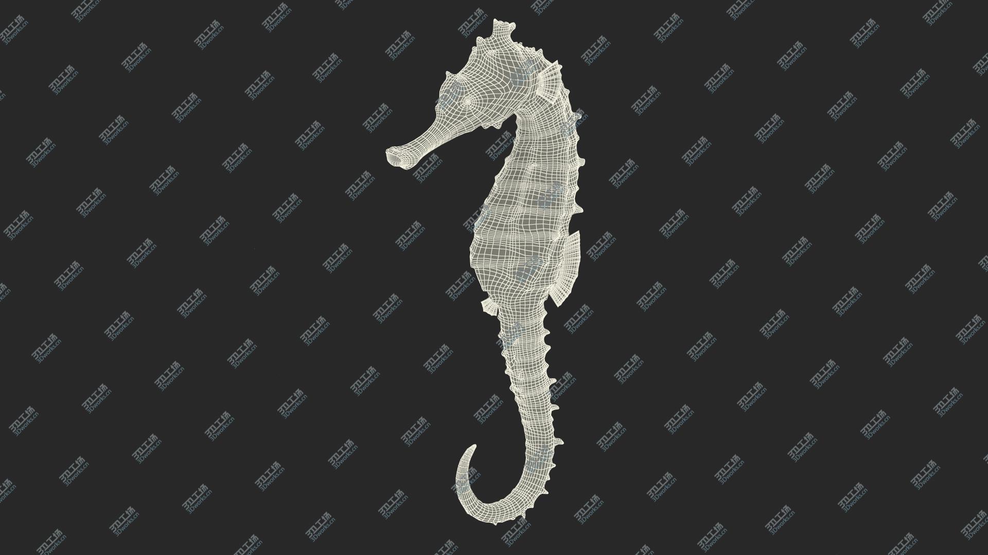 images/goods_img/2021040163/Slender Seahorse Hippocampus Reidi 3D model/3.jpg
